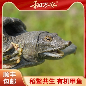 和萬安稻鱉共養(yǎng)有機(jī)甲魚禮盒裝 順豐包郵